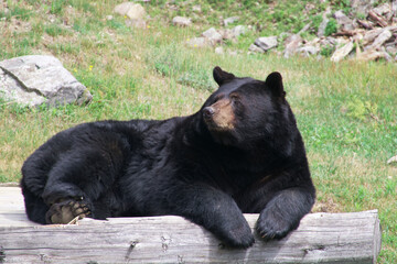 A resting black bear