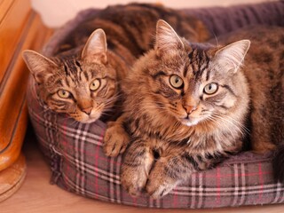 Chats à la maison