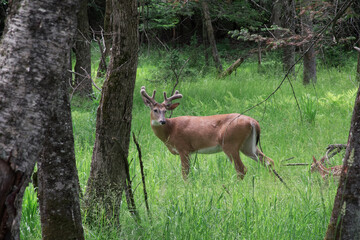Large deer in a forest