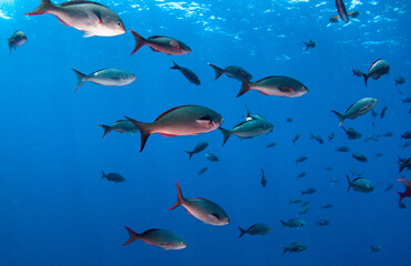 School of fish in blue sea water.
