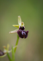 Ophrys incubacea, Ophrys sphegodes subsp. atrata, mediterranean wild orchid, Andalucia, Spain.