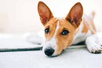 Portrait of red white basenji dog lying on a floor and looking on camera.