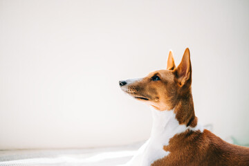 Portrait of red white basenji dog lying on a floor and looking up in sunlight. 