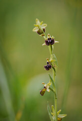 Ophrys incubacea, Ophrys sphegodes subsp. atrata, mediterranean wild orchid, Andalucia, Spain.