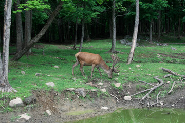 Large deer in a forest