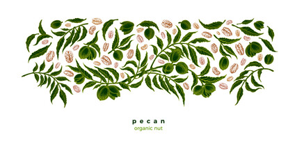Pecan plant, grain. Green plantation Vector sketch