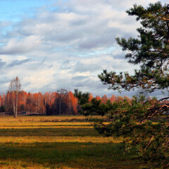 Fototapeta premium autumn landscape with trees