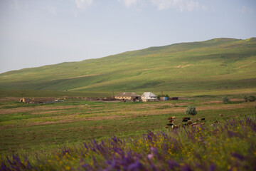 Cows graze in a meadow in the green grass on a farm, against the background of a farmhouse, sky, hills