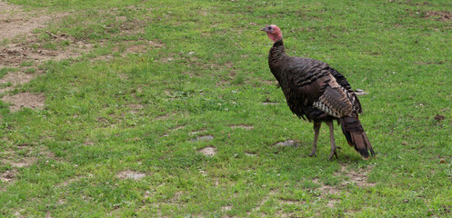 A large turkey in a field