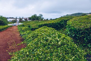 Tea plantation in Porto Formoso. Amazing landscape of outstanding natural beauty. Azores, Portugal Europe. Tea plantation on the north coast of Sao Miguel Island in the Azores, Portugal.