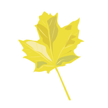 Bright yellow maple leaf on a white background.
