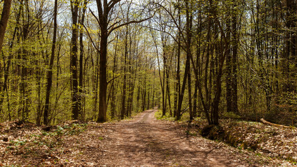 Fototapeta premium Road in forest
