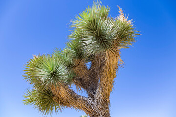 Naklejka premium Joshua Tree