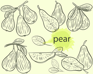 Pear sketch set, vector. Fruits on a branch, whole and pieces. Collection of pears, hand drawing. Engraving, isolated objects.