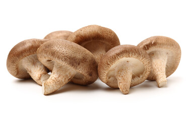 Shiitake mushroom on the White background 