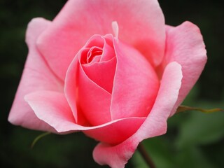 pink rose