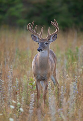 White-tailed deer buck closeup in the early morning light with velvet antlers in summer in Canada