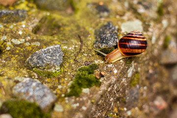 Close up snail on green moss among pebbles. Nature animals concept with copy space outdoor on daylight shot .
