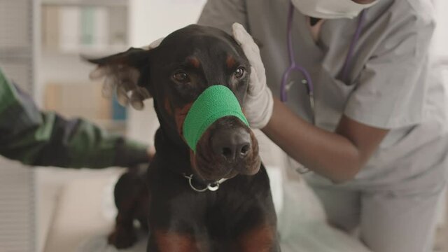 Locked-down of Doberman dog wearing green bandage on muzzle, lying on medical couch in clinic, cropped doctor petting it and checking ears