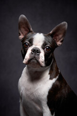 portrait of a dog on a black background. Attentive Boston Terrier