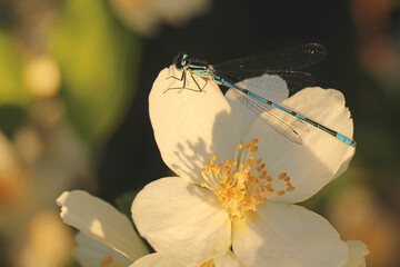 A blue-green dragonfly sits on a jasmine flower against a blurred background.