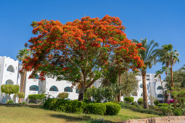 Red peacock flowers or the flame tree, royal poinciana on blue sky background near beach, Sharm El Sheikh, Egypt, Africa