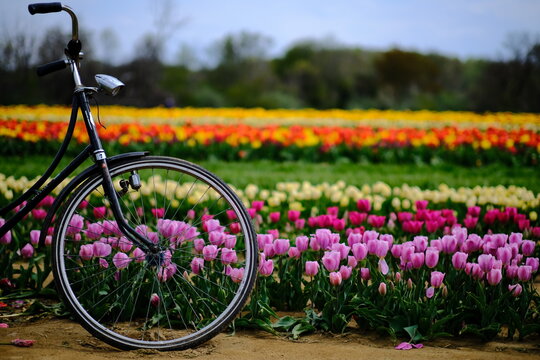Field of Tulips and rustic bicycle 
