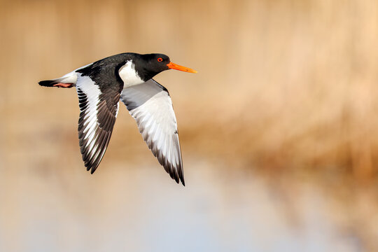 Eurasian oystercatcher