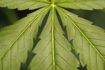 Cannabis marijuana plant hemp leaf