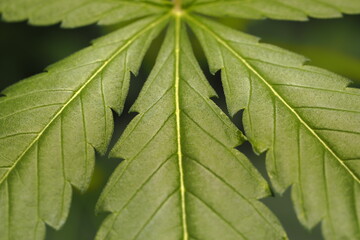 Cannabis marijuana plant hemp leaf
