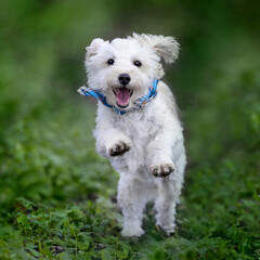 Maltipoo Malteser Pudel Hund Welpe springen Freude Spaß Tierportrait 