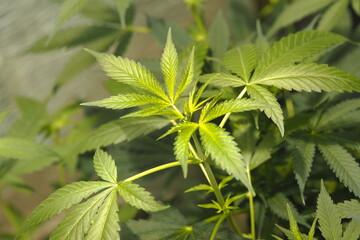 Cannabis marijuana plant hemp leaf