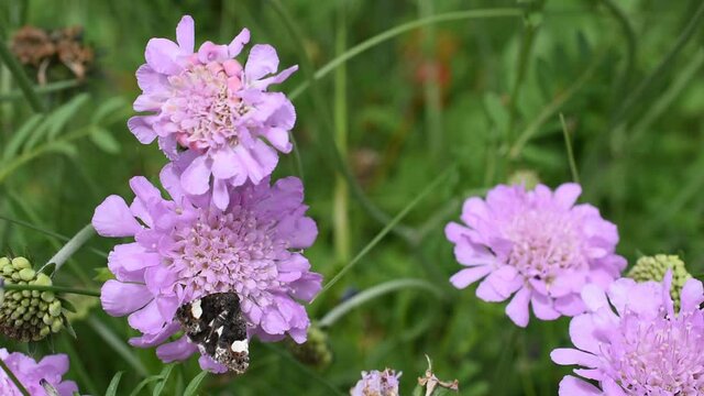 Closeup of a small butterfly on the flower of field scabious