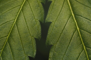 Cannabis marijuana plant hemp leaf