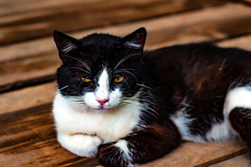 Black with white cat lying on the wooden floor