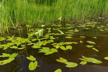 water landscape with water lily leaves pond lake