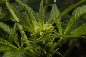 Cannabis marijuana plant hemp leaf