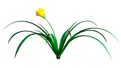 3D Rendering Daylily Flower on White