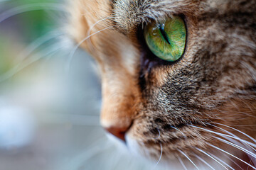 Beautiful domestic cat with green, smart eyes and pink nose. Thr