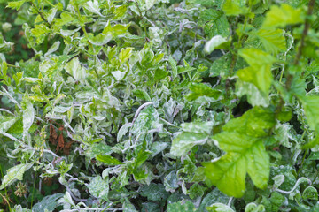 The plant is strongly affected by the aphid pest and is covered with a white coating