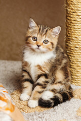 Kitten of the British breed sits on a shelf of a house for cats