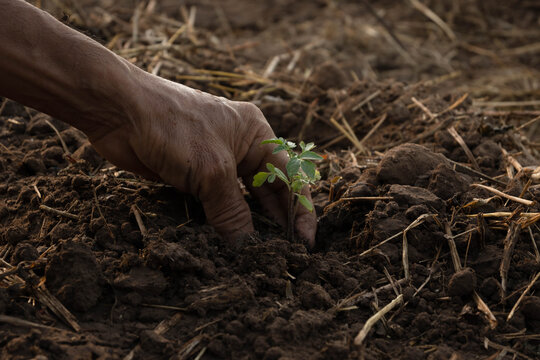 Hand Holding Dead Plant On Field