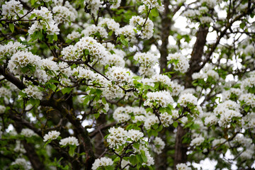 White blossoming apple trees in the sunset light. Spring season, spring colors