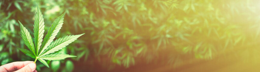 Human hand holding Marijuana Leaf from Medical Cannabis or CBD Hemp plant on blurred dark green foliage background. BIO products and back to the nature concept