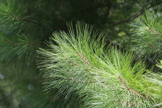 The crowns of longleaf pine tree species native to the Southeastern United States