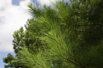 The crowns of longleaf pine tree species native to the Southeastern United States