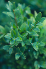 close up of leaves