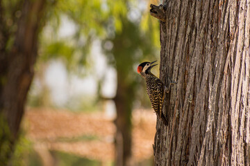 Woodpecker grabbing from a tree to eat in Buenos Aires, Argentina.