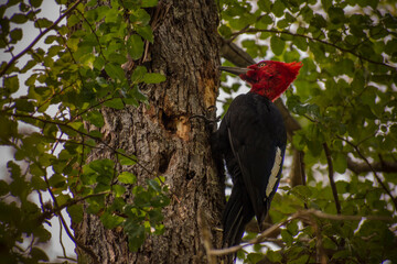 Giant patagonian woodpecker, bird only found in patagonia. Photo taken in Los Alerces National Park. - Campephilus magellanicus