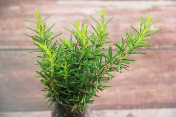 sweet spicy herb rosemary with sharp leave